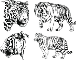 set of vector drawings on the theme of predators tigers are drawn by hand with ink tattoo logos