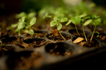 Small surviving plants are growing in a container. Concepts of global conservation and global warming