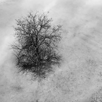 Fine Art images of trees in the water