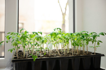 The spring planting. Tomato seedlings, grown from seeds in boxes at home on the windowsill. The plant in the sunlight.