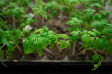 The spring planting. Tomato seedlings, grown from seeds in boxes at home on the windowsill. The plant in the sunlight.