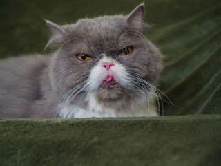 Inbred Persian longhair black and white male 5 years cat
