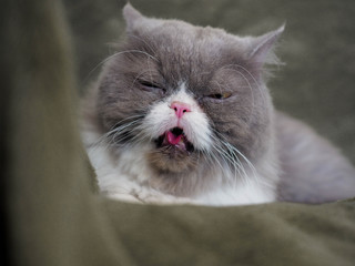 Inbred Persian longhair black and white male 5 years cat