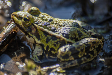 green frog