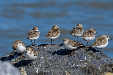 Semipalmated Sandpipers on a rock along the coast of the Delaware Bay. It is an abundant small shorebird that breeds in the Arctic and winters along the coasts of South America.