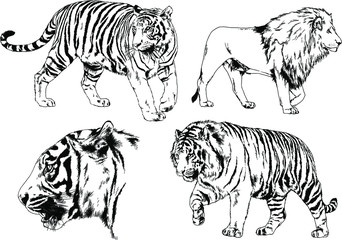 set of vector drawings on the theme of predators tigers are drawn by hand with ink tattoo logos