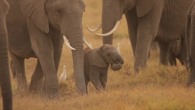 Baby elephant and elephant herd in africa