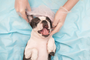 A young Boston Terrier dog relaxes and rests on the couch at the cosmetologist masseur in the beauty salon.