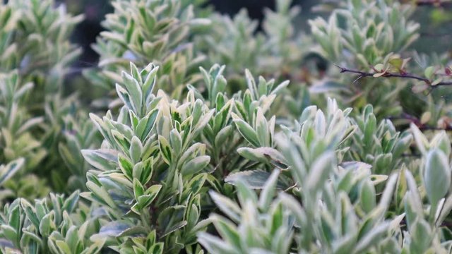The white variegated Euonymus European. Garden ornamental plant