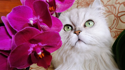 white cat looks at orchid flowers