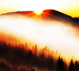 Mountains covered with fir trees in the fog. Silhouettes of dark fir trees on the slopes of the mountains in the fog. The sun is rising from the mountain and everything is flooded with warm sunshine.