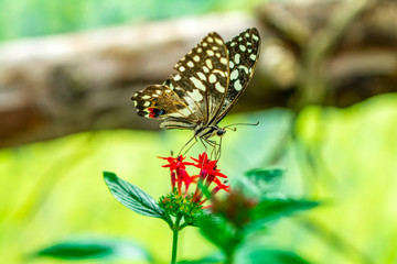 Closeup beautiful butterfly in a summer garden