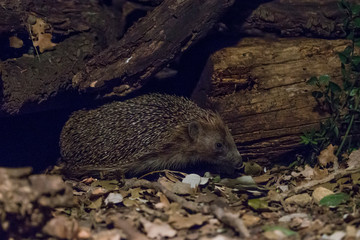 Hedgehog in the woods at night.