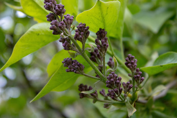 Blossoming branch of lilac on a spring day.