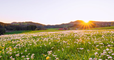 Spring meadow with white cuckoo flowers in the rural Allgäu region at sunset. Bavaria, Germany