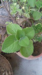 Karpooravalli leave in a pot