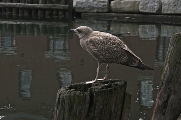 Portland, Maine, USA: A juvenile herring gull (Larus argentatus) on a pier in the harbor of Portland, Maine.