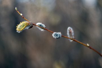 willow buds in spring 2