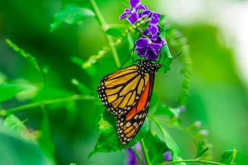 Fototapeta premium Monarch, Danaus plexippus is a milkweed butterfly (subfamily Danainae) in the family Nymphalidae butterfly in nature habitat.