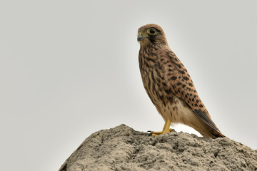 cernícalo juvenil posado sobre unas rocas  (Falco tinnunculus) Marbella Andalucía España
