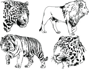 set of vector drawings on the theme of predators tigers are drawn by hand with ink tattoo logos