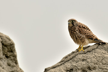 cernícalo retrepado en las rocas de un acantilado  (Falco tinnunculus) Marbella Andalucía España