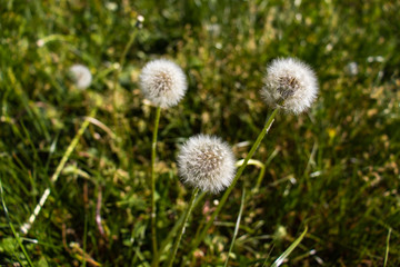 Dandelions among green grass in Spring
