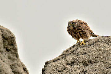 cernícalo juvenil al asecho de una presa  (Falco tinnunculus) Marbella Andalucía España
