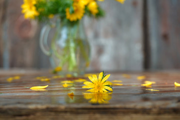 Spring still life. A bouquet of yellow Adonis flowers in a glass jar after the rain, all in drops of water. Copy space, selective focus