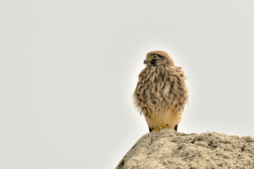 cernícalo juvenil descansando de los vuelos  (Falco tinnunculus) Marbella Andalucía España