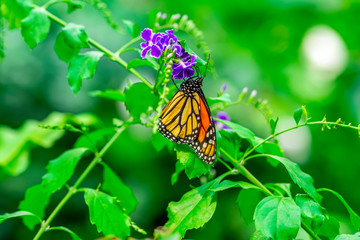 Monarch, Danaus plexippus is a milkweed butterfly (subfamily Danainae) in the family Nymphalidae butterfly in nature habitat.