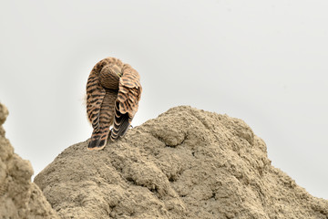 cernícalo común arreglándose el plumaje  (Falco tinnunculus) Marbella Andalucía España