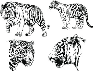 set of vector drawings on the theme of predators tigers are drawn by hand with ink tattoo logos