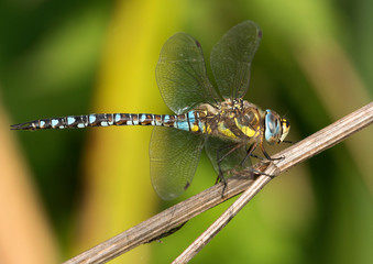 Migrant Hawker on a branch