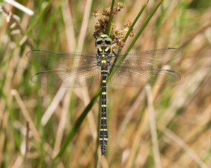 Golden ringed Dragonfly on a twig