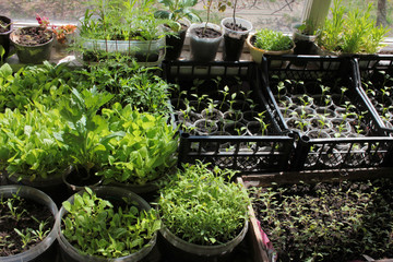 Young sprouts of tomatoes, peppers, asters, cosmea in the balcony garden. Growing organic vegetable and flower seedlings at home. Greenhouse plant cultivation.