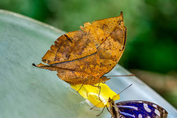 Dead leaf butterfly , Kallima inachus, aka Indian leafwing, standing wings folded on a bamboo...