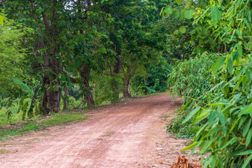 Road Amidst Trees In Forest
