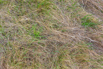 Background texture of dry crumpled yellow and green grass.