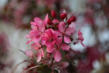 Fototapeta premium Spring blossom background. Beautiful nature scene with blooming tree and sun flare. Sunny day. Spring flowers.