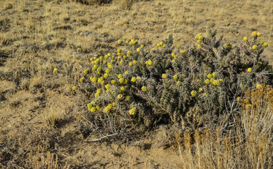 (Cylindropuntia versicolor) Prickly cylindropuntia with yellow fruits with seeds. Arizona cacti, USA