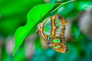 Obraz na płótnie Canvas Closeup Malachite (siproeta stelenes) beautiful butterfly in a summer garden