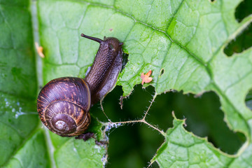 Snail