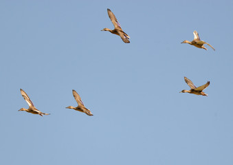 patos en vuelo formando escuadra como los aviones de combate (Anas platyrhynchos) Marbella Andalucía España