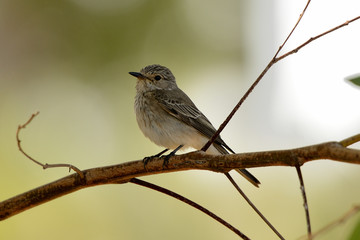 Obraz premium papamoscas gris posado en la rama de un árbol del parque (Muscicapa striata) Marbella Andalucía España