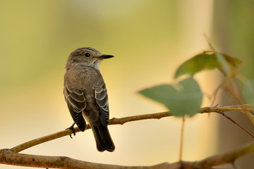 papamoscas gris posado en la rama de un árbol  (Muscicapa striata)