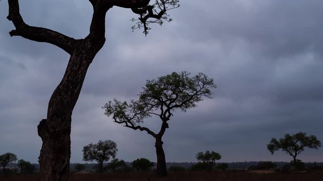 Early morning sunrise static timelapse with dramatic clouds, silhouette Marula trees with characteristic trunk/branch as landscape lights up at day-break / dawn and landscape comes to life.