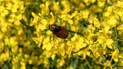 Maybug in the rapeseed field