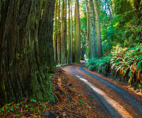 The Old Coast Road Surrounded by Coastal Redwoods and Bracken Ferns, Big Sur, California, USA