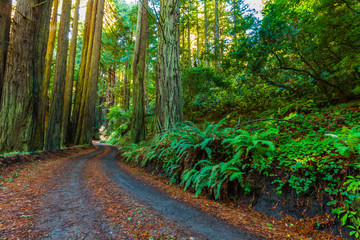 The Old Coast Road Surrounded by Coastal Redwoods and Bracken Ferns, Big Sur, California, USA